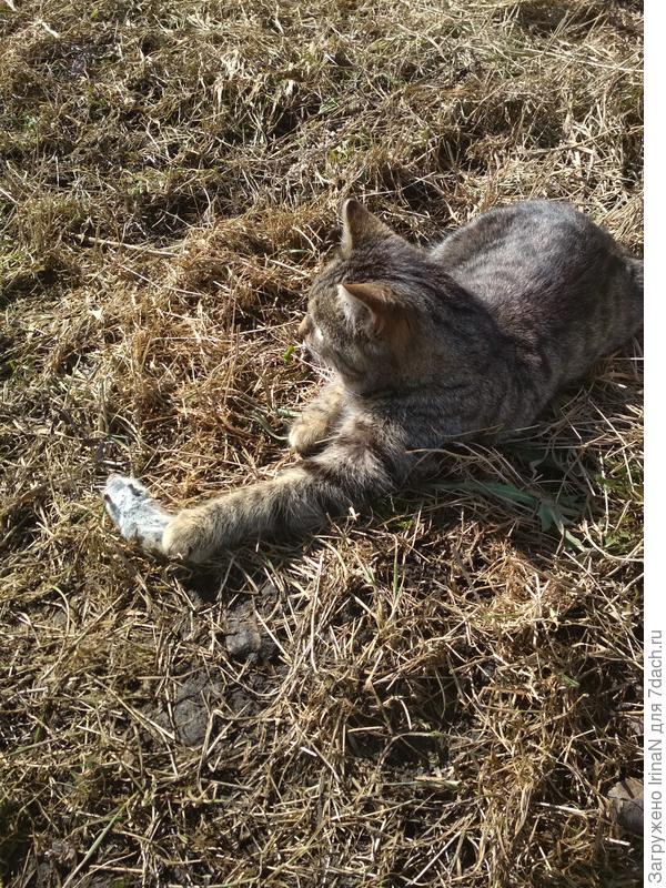 Наш Барсик хоть и не очень начитанный, но дело своё хорошо знает! Мимо него ни одна мышь не проскочит!