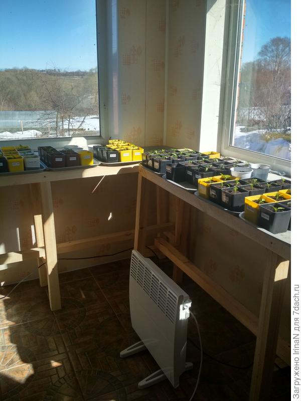 Фото от 25 марта, рассада еще маленькая