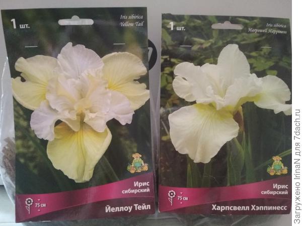 Сибирский ирис красив не только во время цветения, но его зелёные листья декоративны весь сезон. Один сорт пойдёт налево, второй направо!