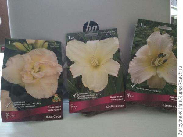 Лилейники выбраны в белом цвете, ну насколько это возможно.