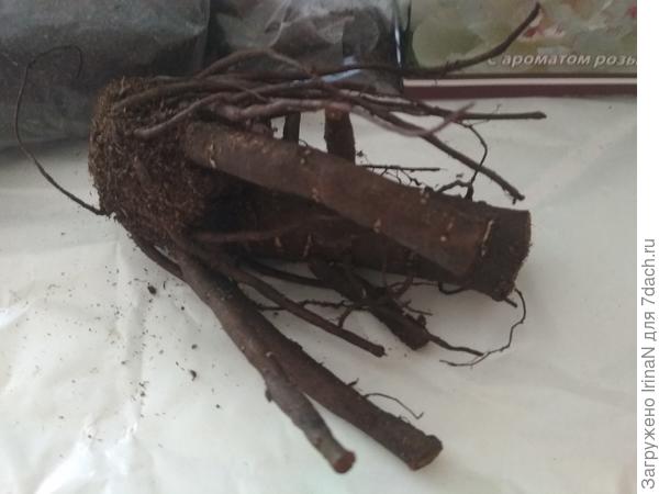 Ни одного намека на росток. Он живой?