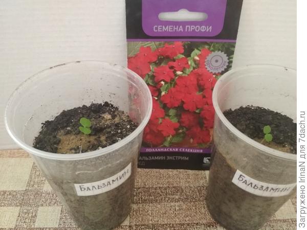 Всё, что осталось от бальзаминов.