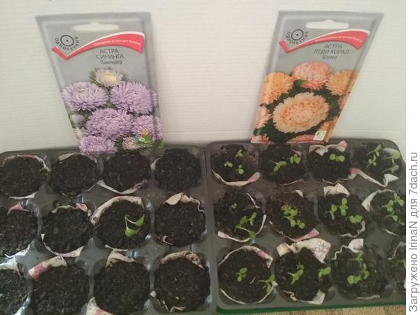 Астры - где пусто, где густо.