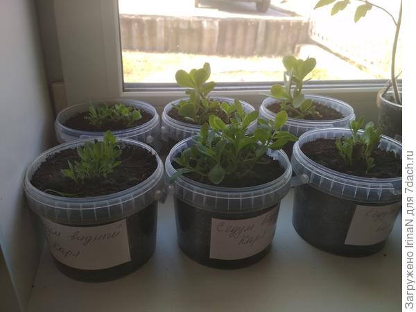 Очитки на соседнем окне.