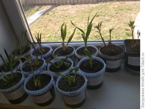 Многолетники активно пошли в рост, и росточки уже не беленькие, а настоящие зеленые. Такие растения требуют укрытия и притенения после высадки?