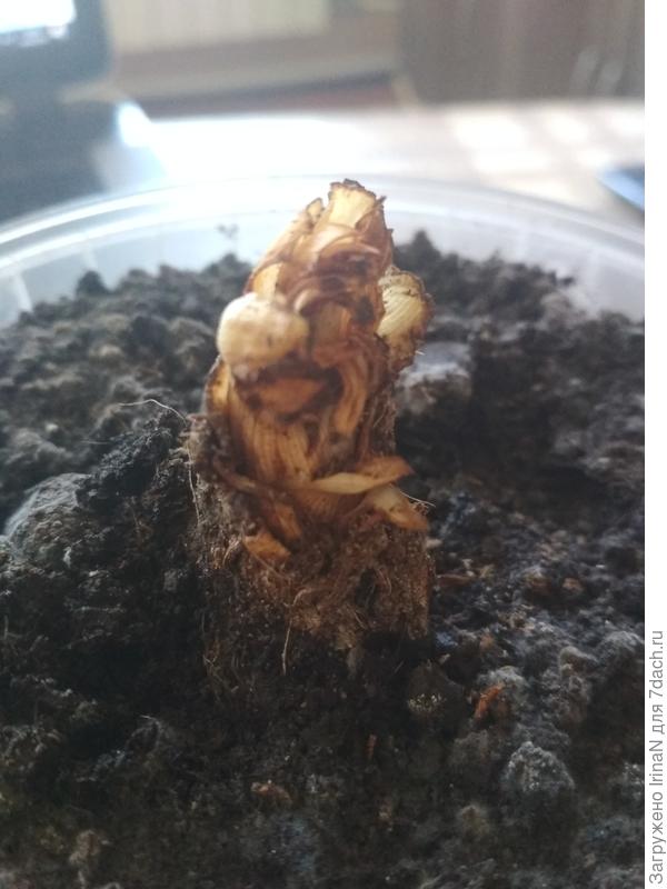 Бастующий лилейник.