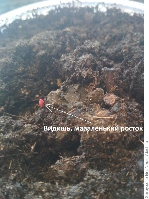 Это пион ожил, первый росточек!