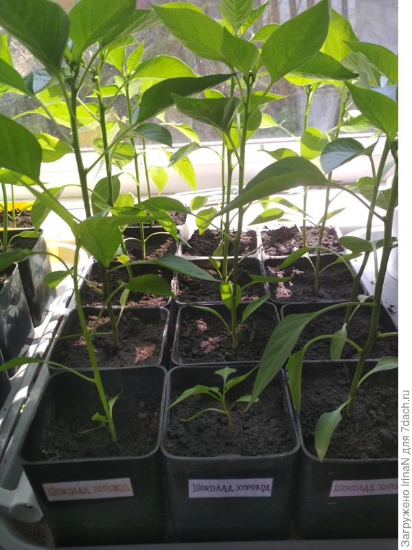 Смотри, как отличается от других.