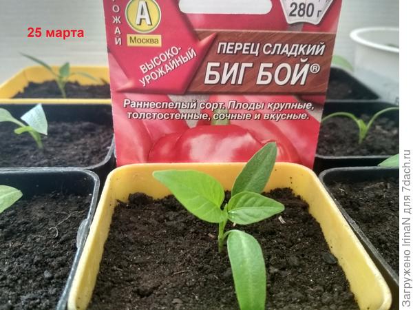 В таком виде Биг бой перешёл во второй этап. Из 13 семян взошли 11.