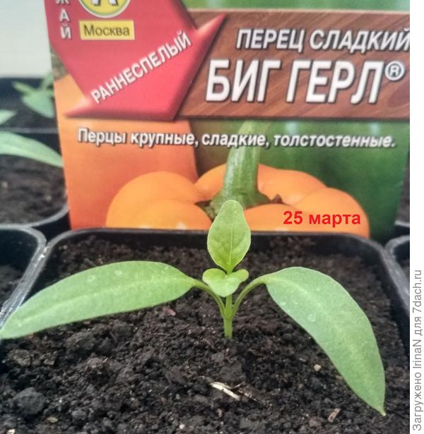 Биг герл с самого начала проявил свои лидерские качества, 100% всхожесть, 13 ростков из 13 семян.