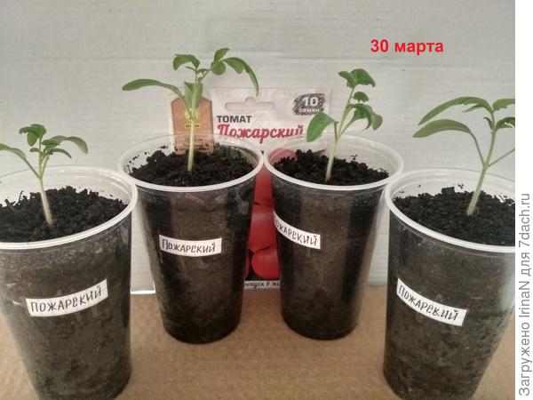 Из шести семян до второго этапа дошли четыре томата, но зато какие красавцы!