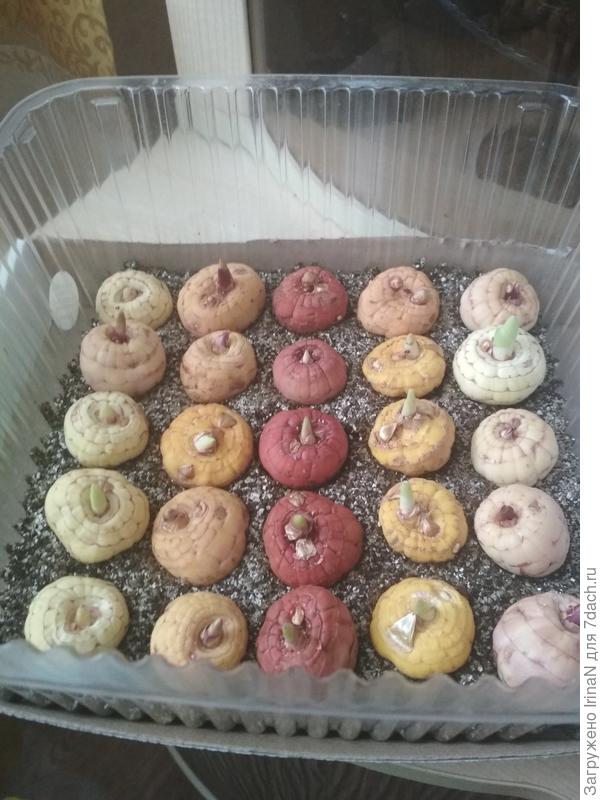 Уже тоже все с росточками, и на донышке корешки появляются. Только сейчас на фото заметила, что их уже можно по цветам распределять, у меня не все правильно лежат!