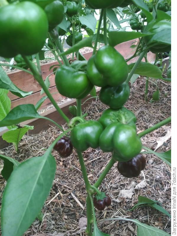 Видите, нижние уже темнеют!