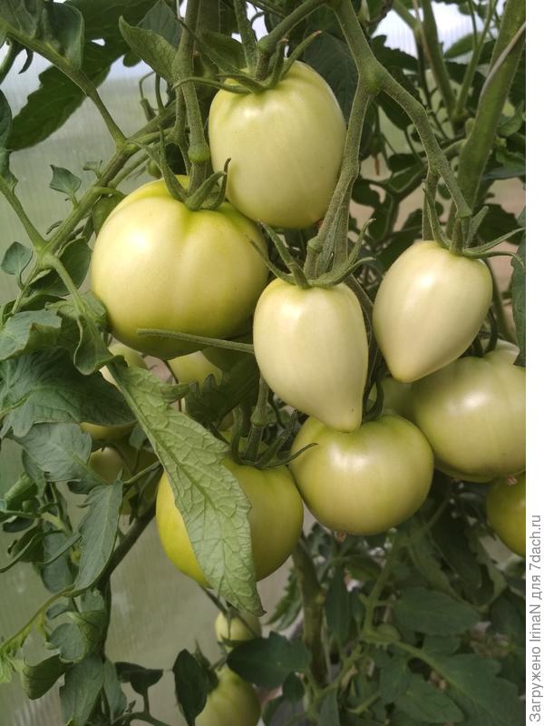 Привет от моих Неразлучников!