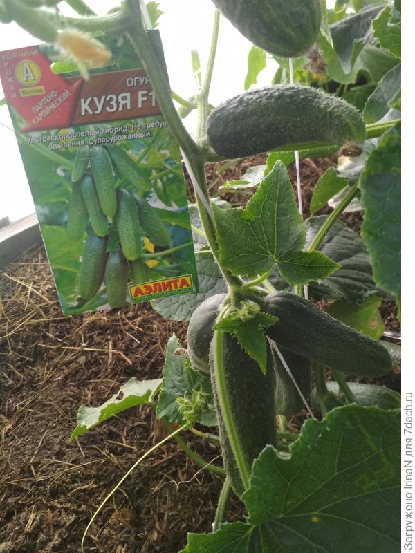 Они и правда растут пучками!