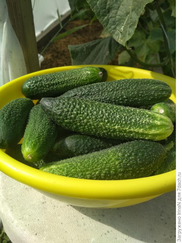 Огурчики Без хлопот. Вот так и приходится собирать, каждый сорт в отдельную чашку!