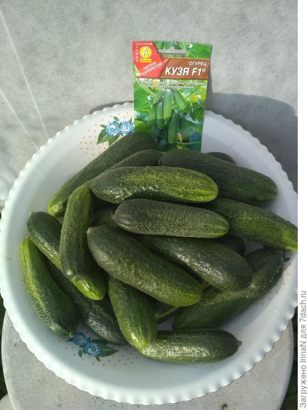 Кузя, очередной сбор с пяти кустов.