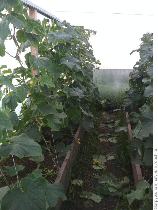 Огурцам в таком домике очень нравится!