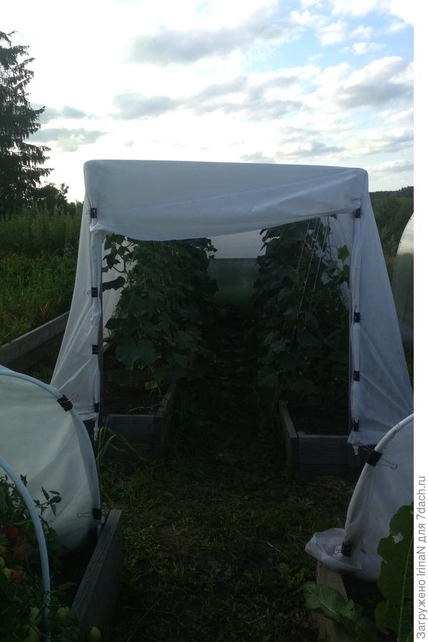 В этом году мы с огурцами!