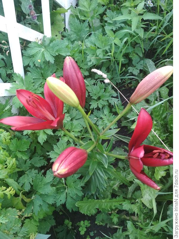 Эта еще до конца не открылась.