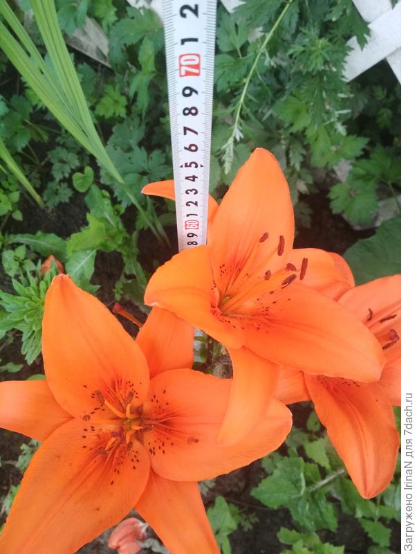 Две рыженьких.