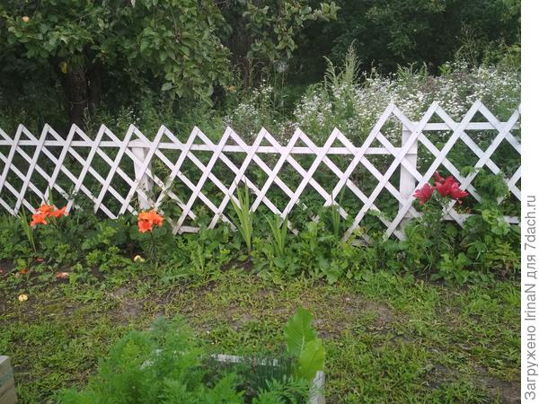 Месяц ежедневных дождей, все мои грядки и клумбы заросли травищей, надо бы прополкой заняться. а за штакетником у соседа наверное коса не возьмет, надо доставать мачете. (((