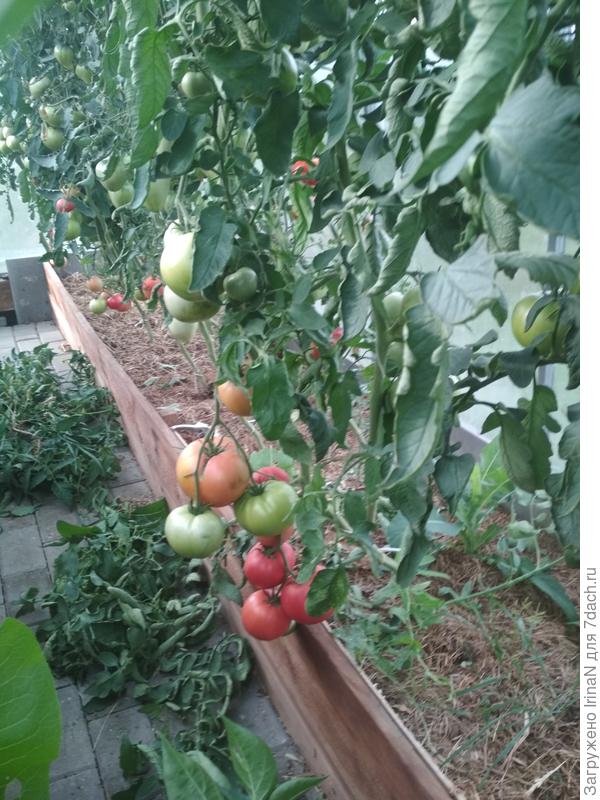 Это 27 июля, сейчас поменьше листьев и побольше красных помидорок