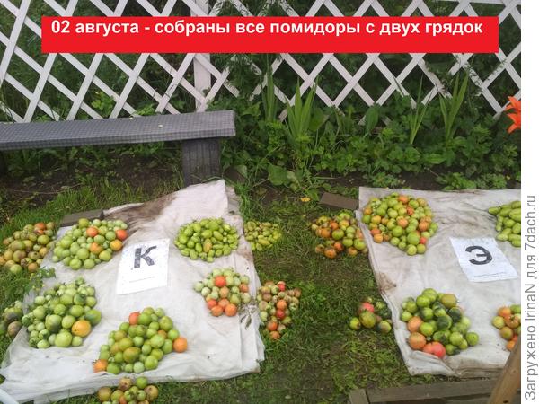 Это с двух грядок снимала подопытных, отдельно по сортам, на укрывном здоровые, рядом с кучкой на траве - больные.