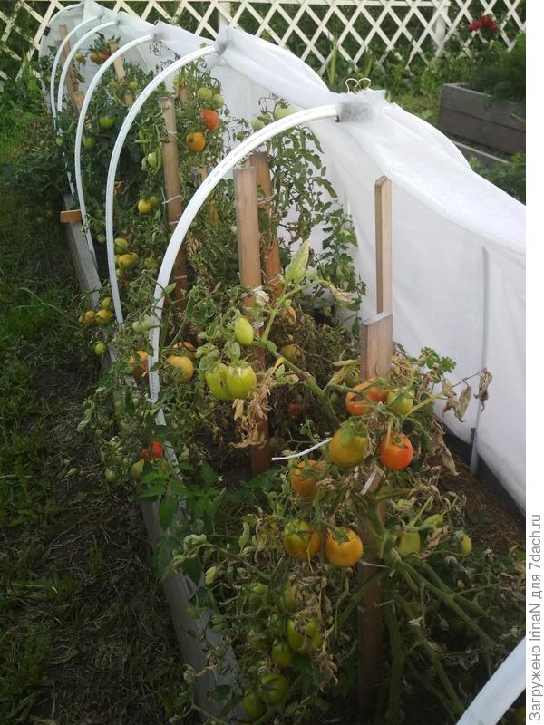 Вот такая фигня пришла, я понимала, что так и будет, каждый день лили дожди