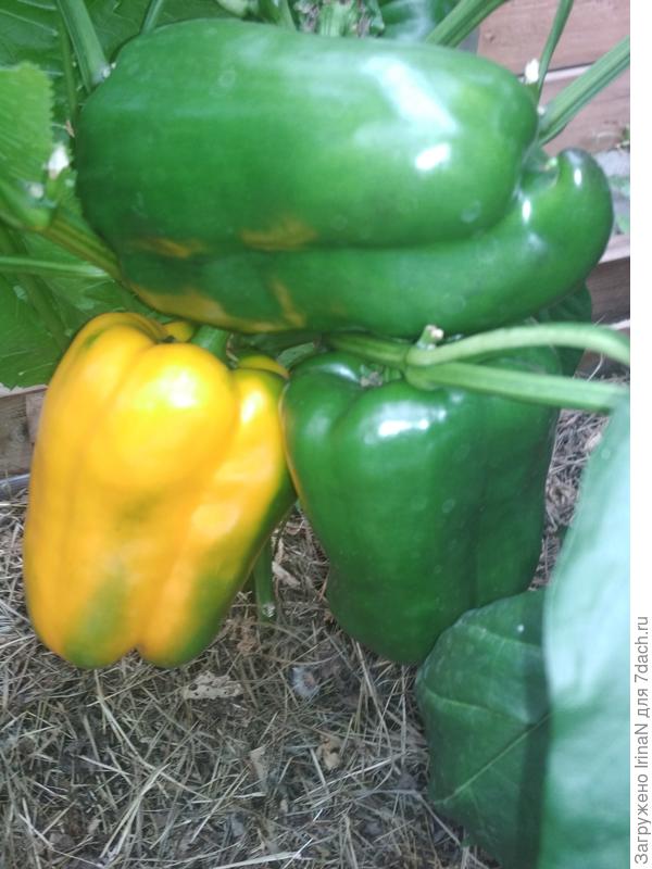 Желтеет! Биг герл.