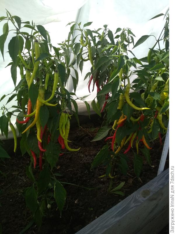 &amp;quot;Подопытный&amp;quot; Тещин язык