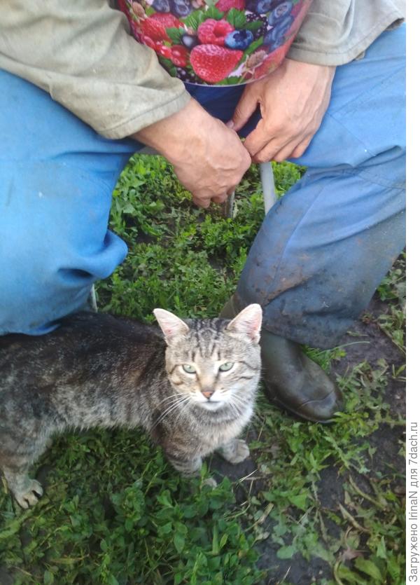 "За вишней - значит за вишней! Лишь бы с хозяином вместе!"
