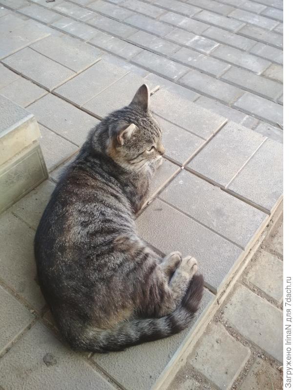 Вот такой обычный Барсик, пришёл и стал с нами жить!