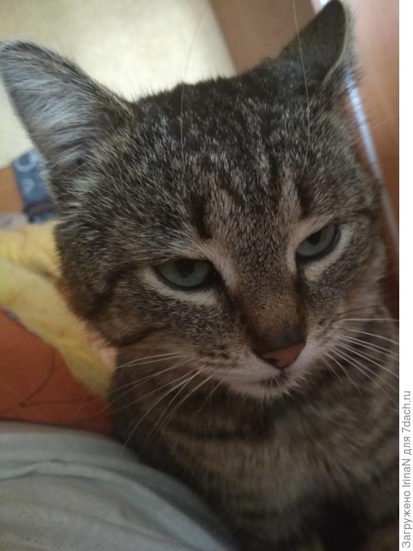 Очень ласковый, обожает чтобы его гладили и чесали