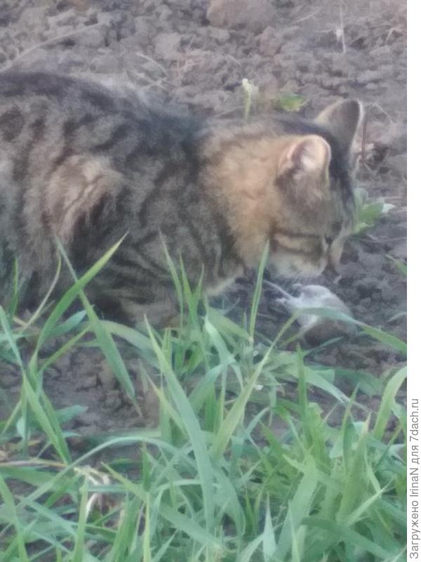 Запросто может мышку поймать, иногда нам приносит