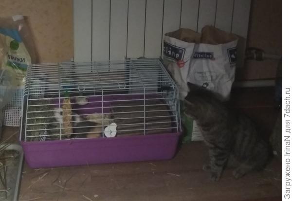 Какую-то толстую мышь привезли в клетке, и почему-то называют ее морской свинкой!