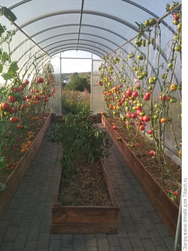 Ночи стали холодные, решила сегодня убрать всю листву и верхушки, пусть созревает то, что завязалось!