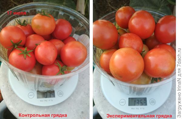 Урожай с двуг грядок