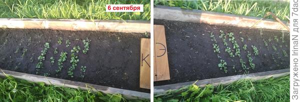 Всходы