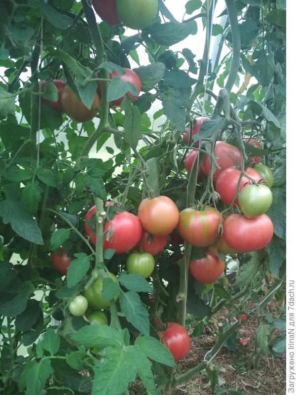 Но не мелкие