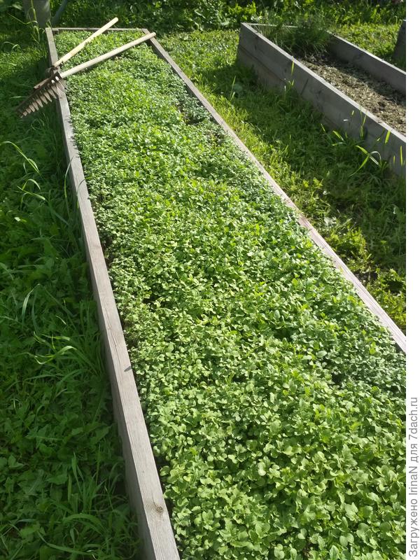 Хотя с травкой как-то симпатичнее, живенько так.