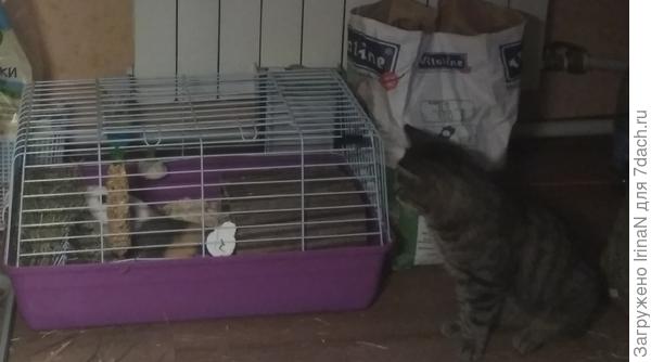 Уже поздний вечер, мне кушать не дают, а эта Дуся всё точит и точит!