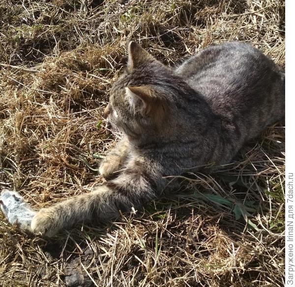 А Барсик даже угощение с собой прихватил! Витас, если съесть мышку не захочешь, то можешь поиграть с ней!