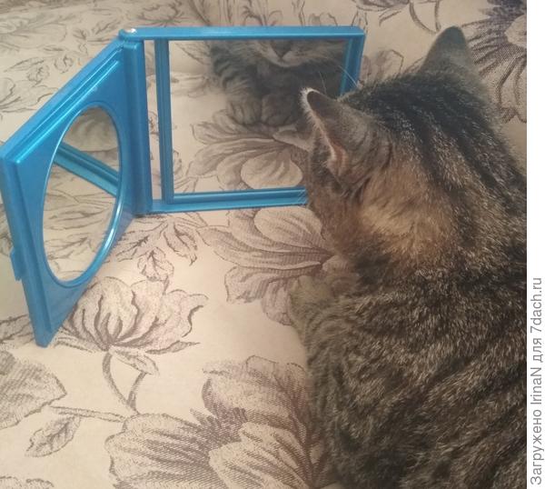 Даже Барсик собой любуется, без этого к знакомым кошечкам не выходит!