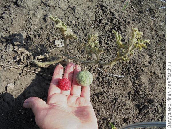 А арбузы бывают всякие! (из интернета)