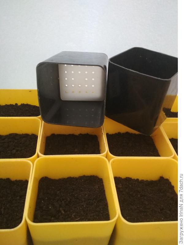 Специально идти за стаканчиками не охота, нашла старую фотографию, но и на ней видно. Белое дырявое донышко очень легко позволяет достать рассаду.