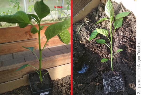 Это прошлогодний перчик при высадке, достается рассада практически без повреждения.