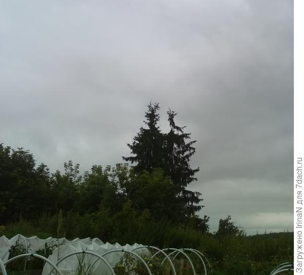 Эти ёлки хорошо видно с моего огорода. Смотрите, какие красавицы!