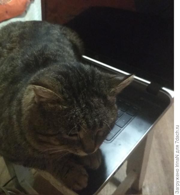 У кого компьютерные мышки, а у нас компьютерные кошки! У нас теперь так - кто первый встал, того и компьютер!