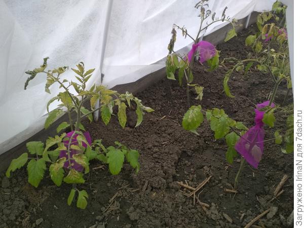 Две ночи терпели, но больше сил у них нет...